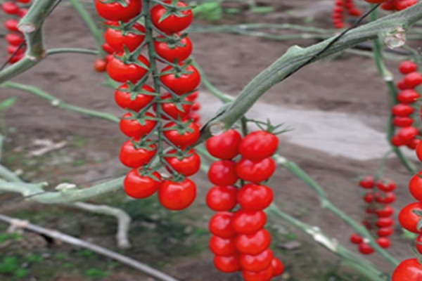 CHERRY TOMATO SEEDS